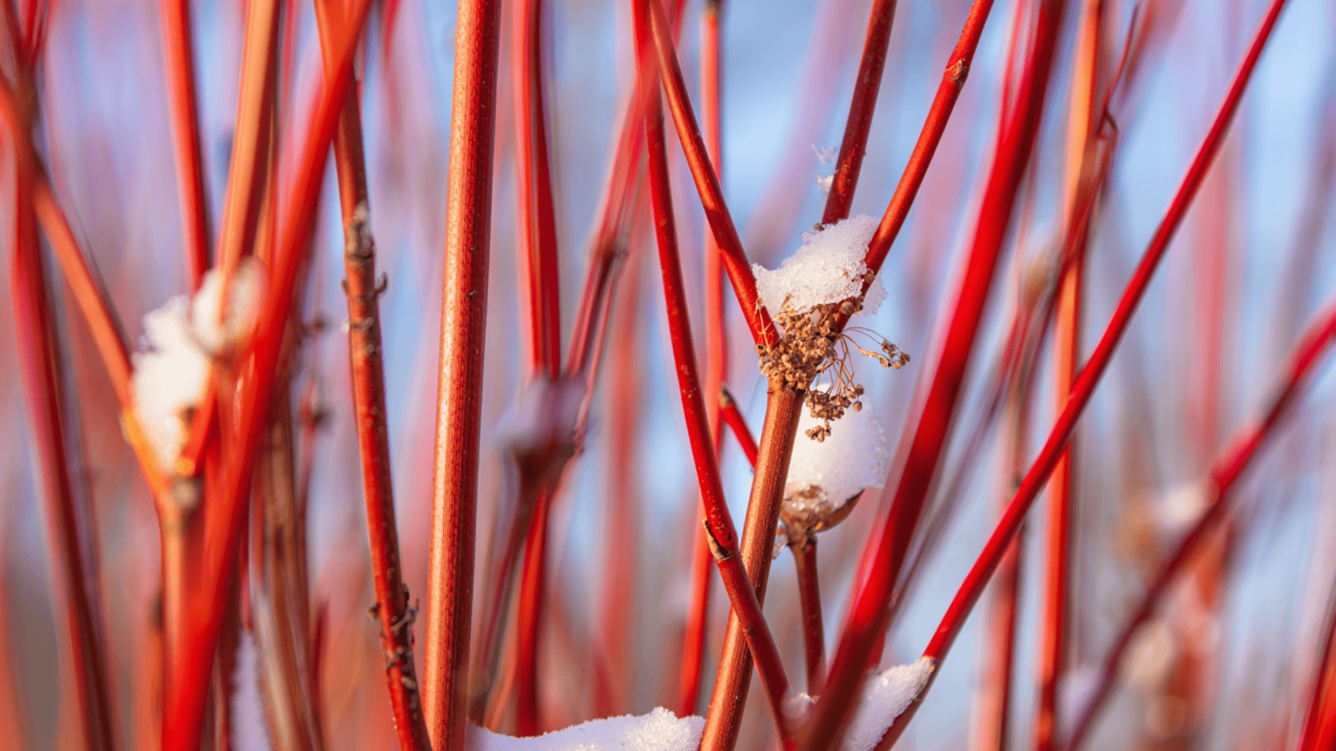 red-osier-dogwood-shrub-grow-care-fall-color tips red osier dogwood shrub grow care fall color tips