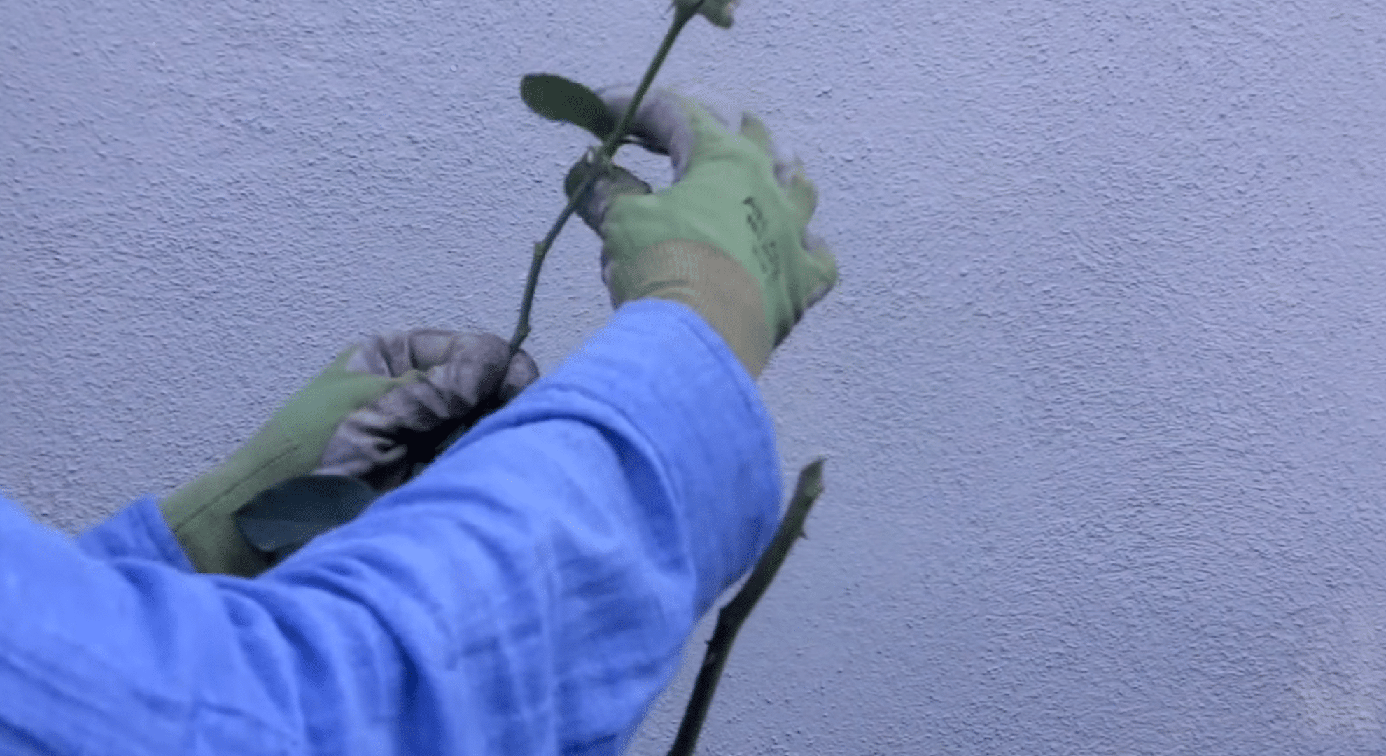 remove the leaves
