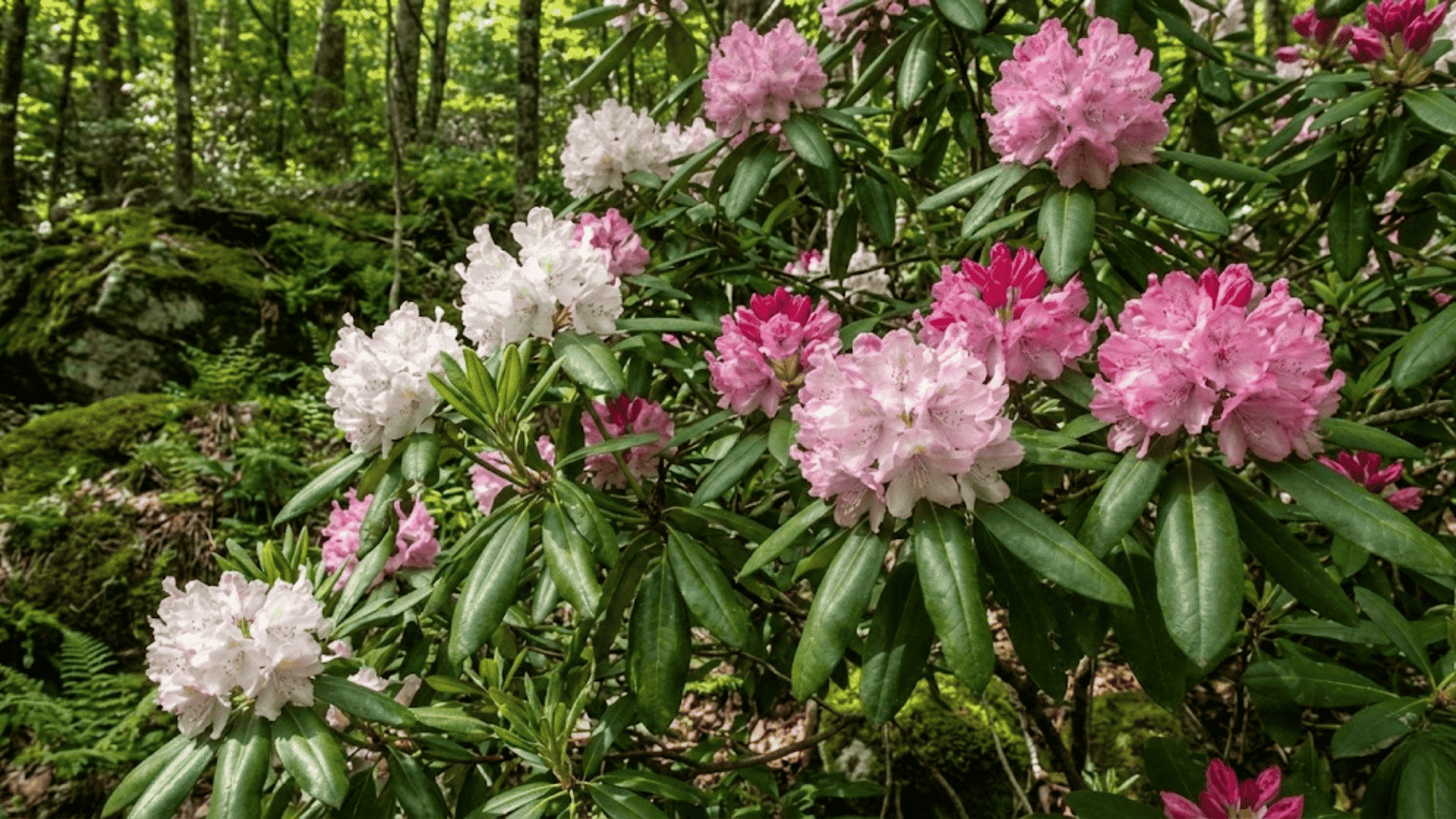 rhododendron