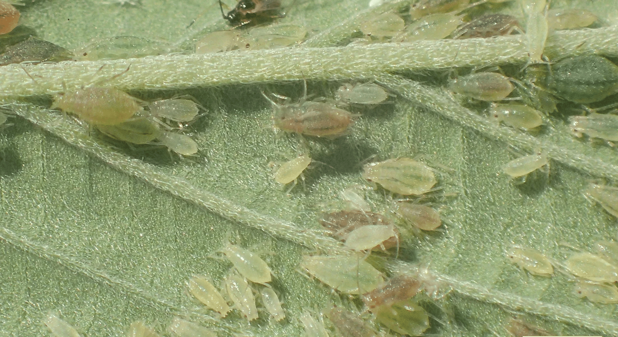 macro shot pale green root aphids on a leaf