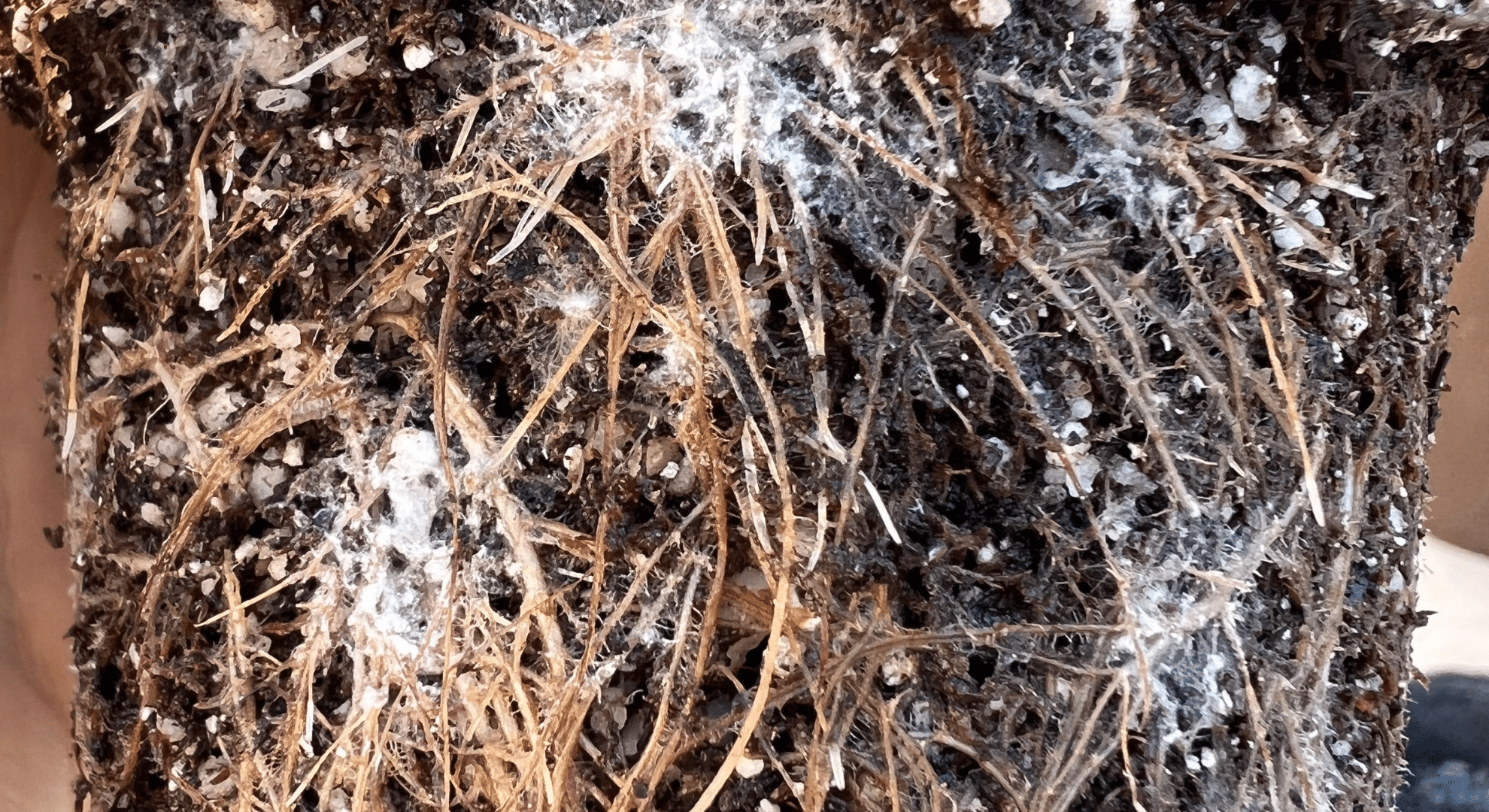 white cottony root mealybugs attached to plant roots in potting soil