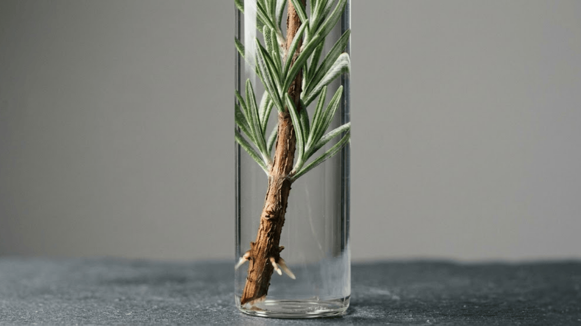 rosemary