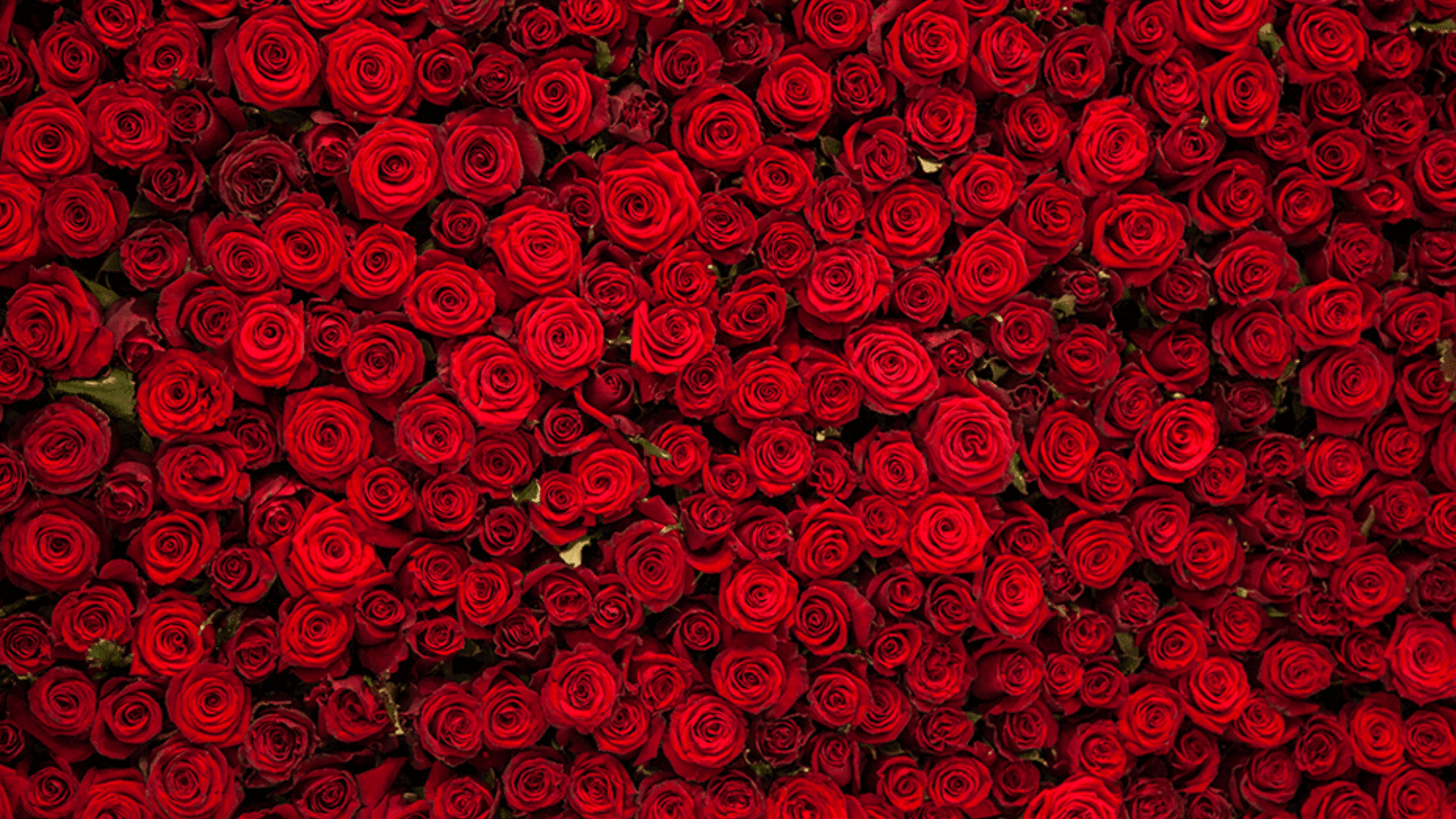 roses