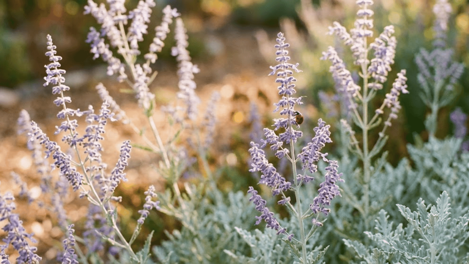 russian sage