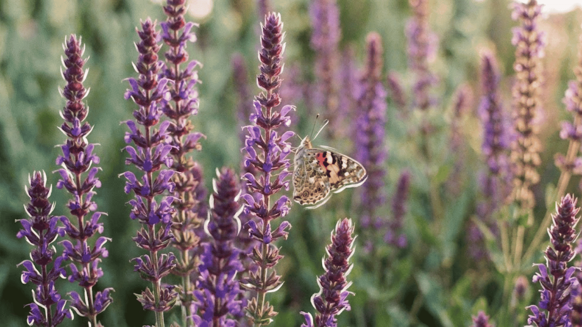 salvia