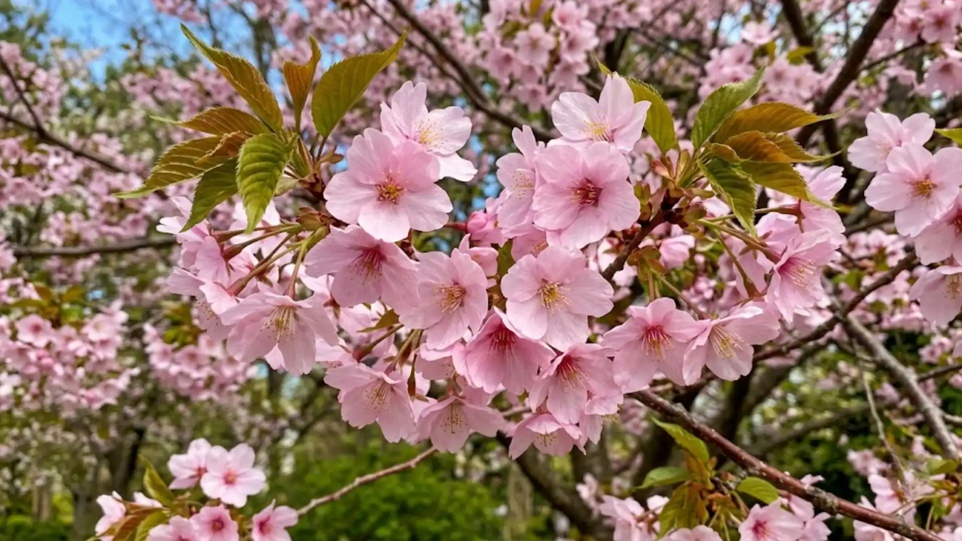 pale pink sargent cherry blossoms with fresh green leaves blooming on tree branches