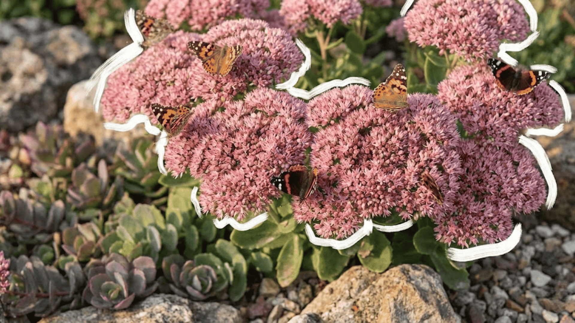 sedum
