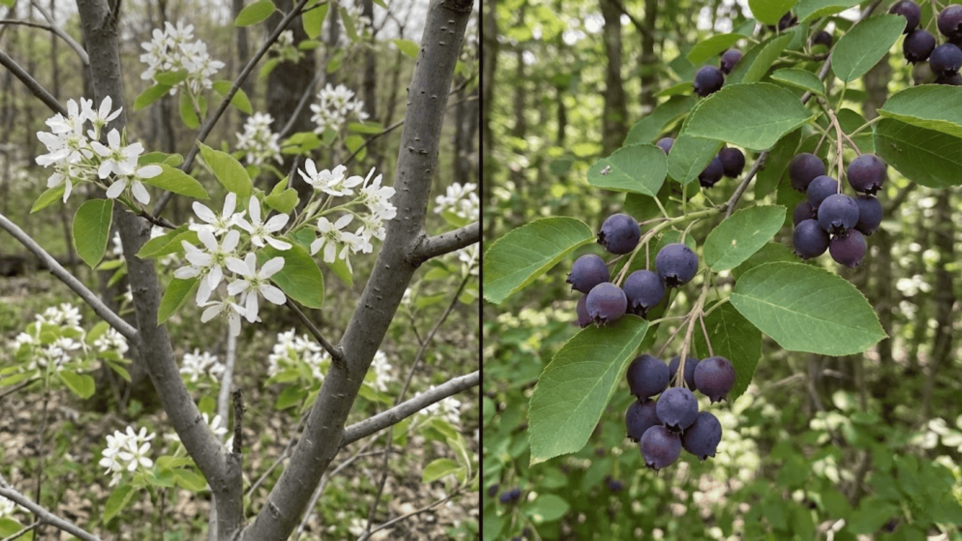 serviceberry