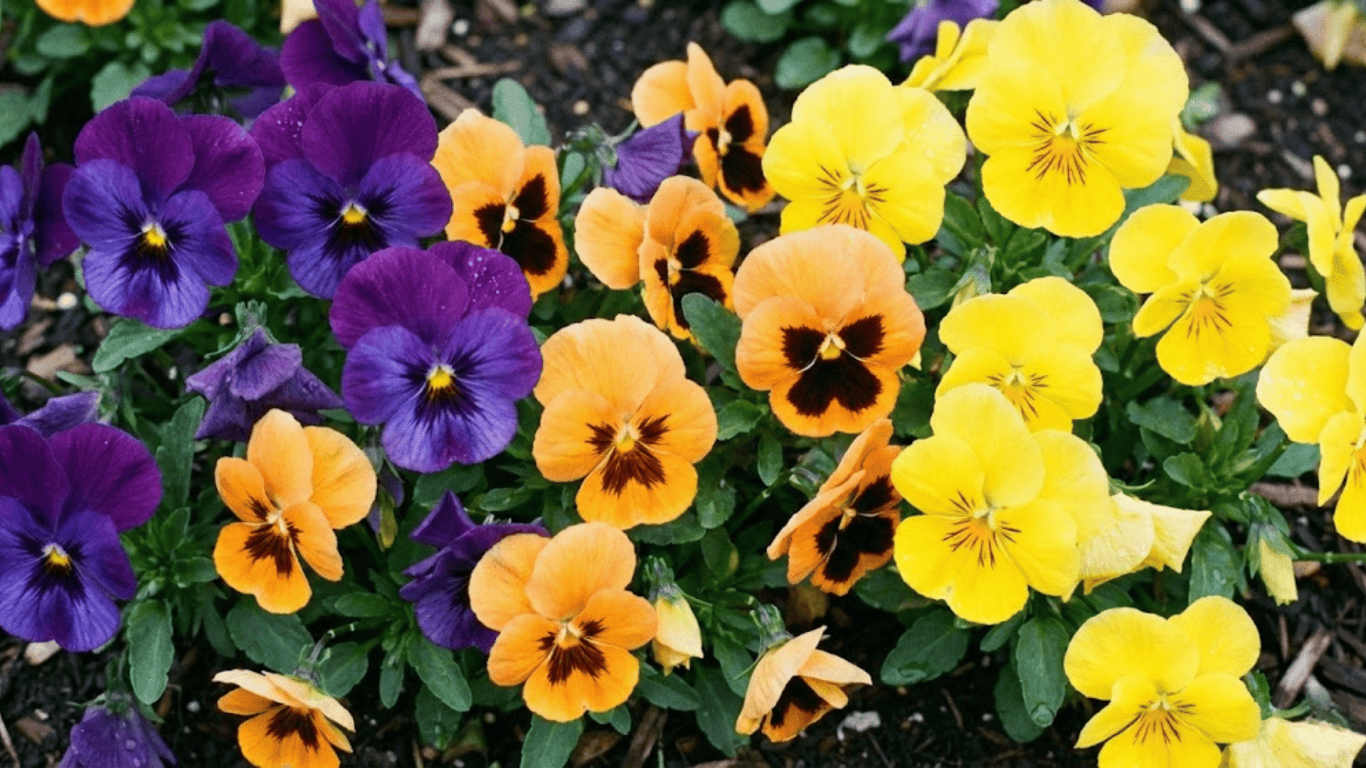 shade tolerant pansies