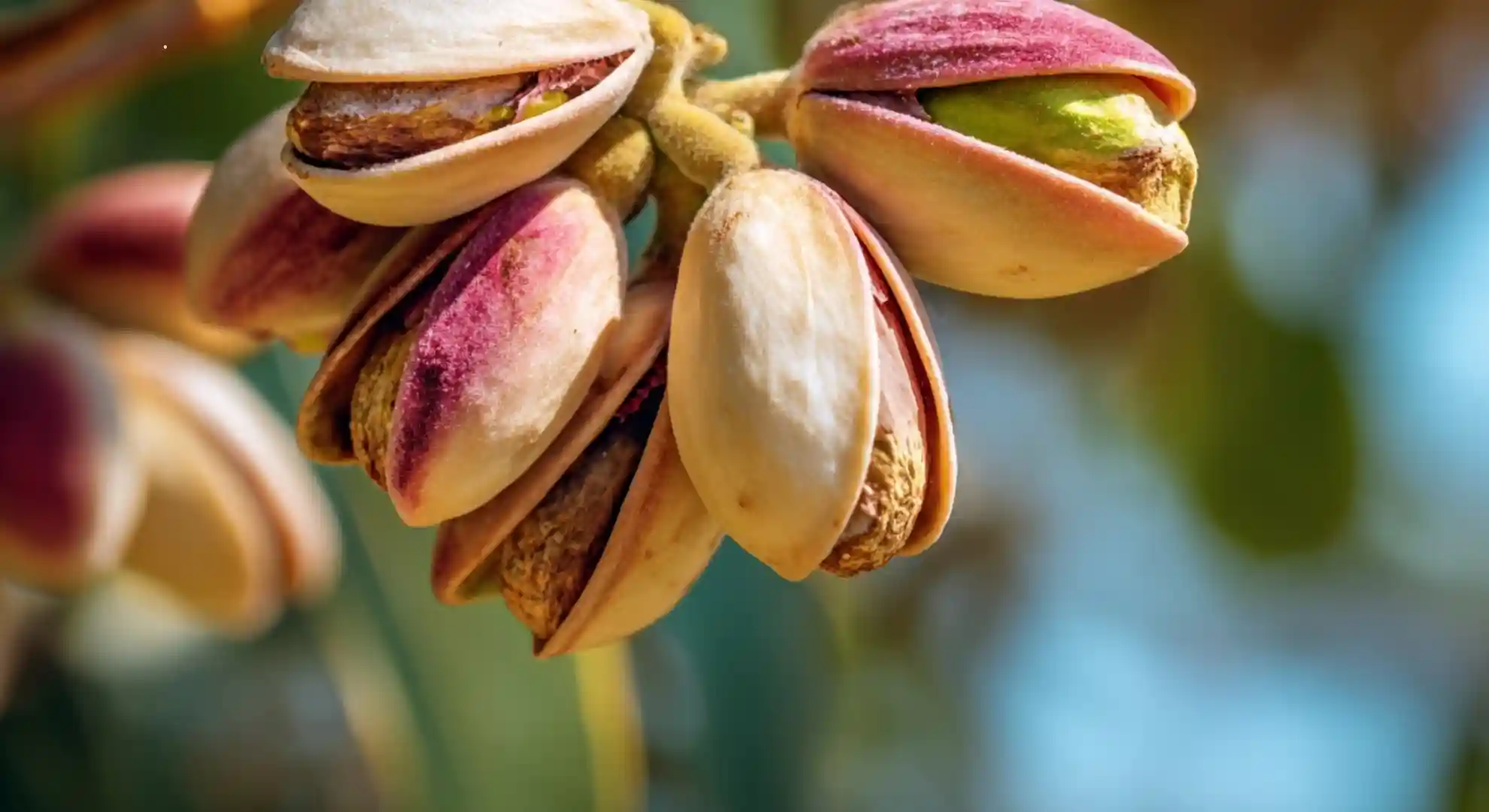 ripe pistachios with naturally split shells ready for harvesting from the tree