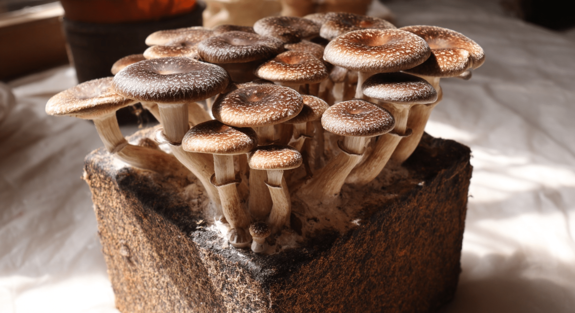shiitake mushrooms