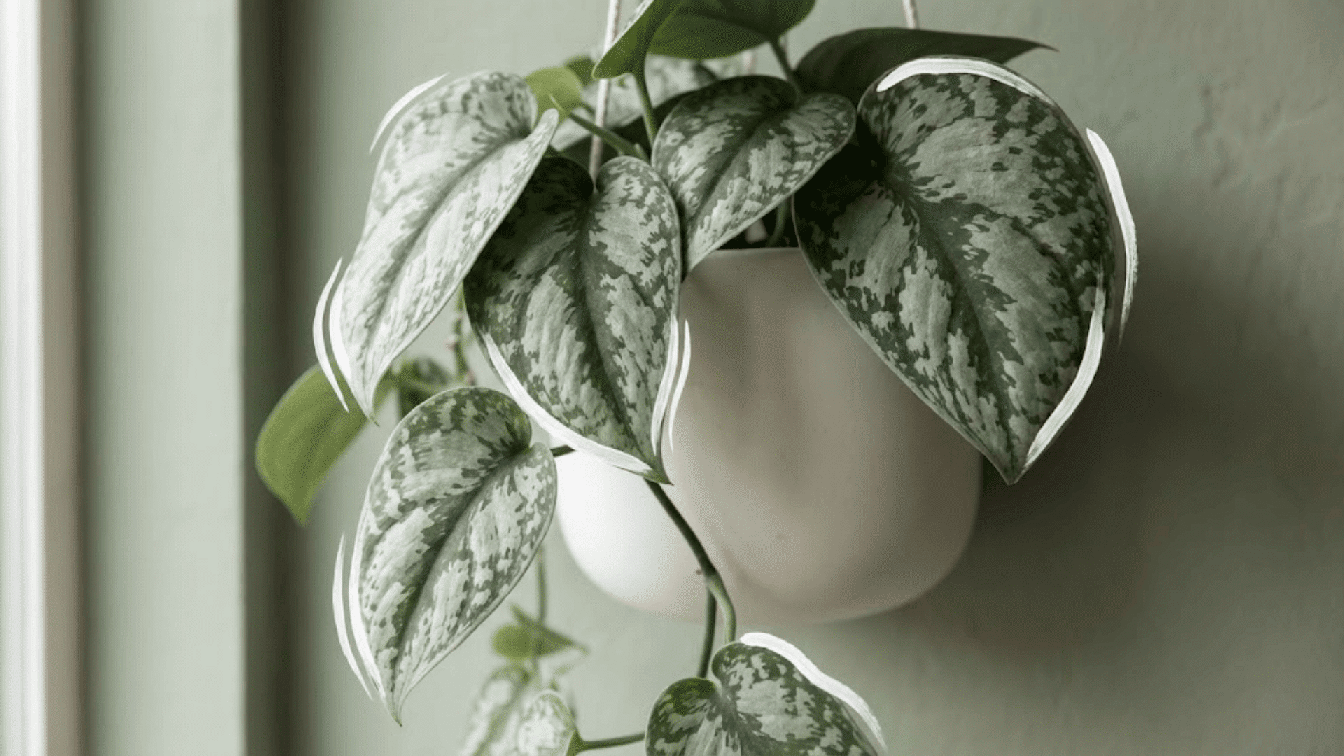 silver satin pothos