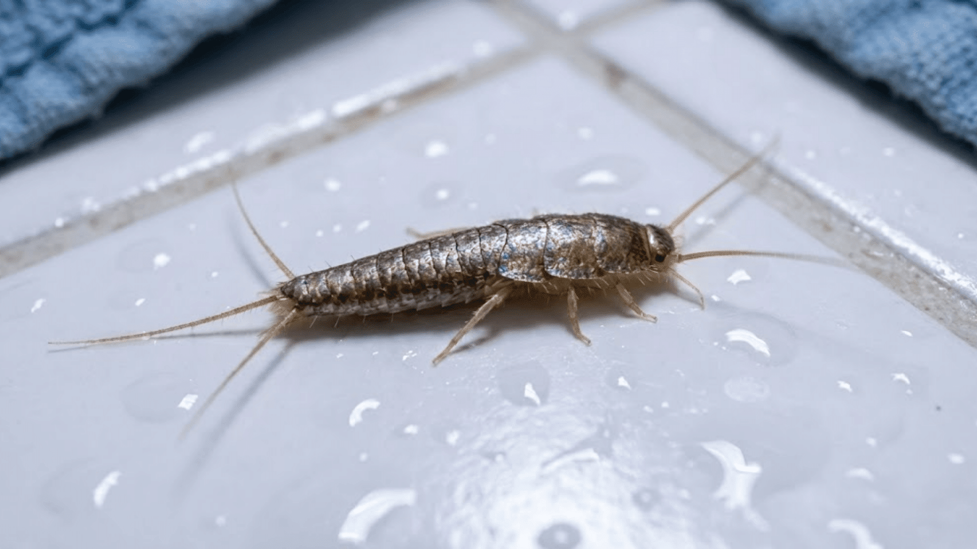 macro photograph of silverfish insect on white bathroom tile with water droplets showing silvery brown scales and tail