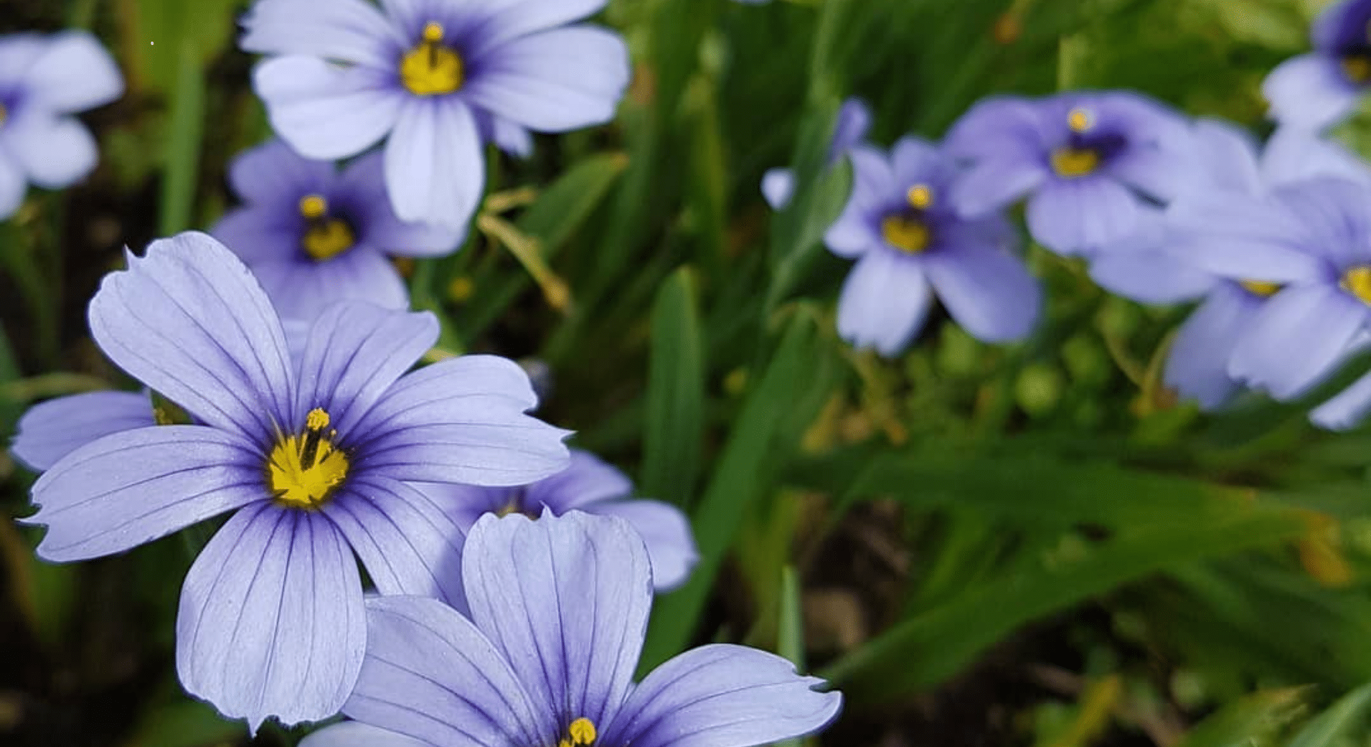 sisyrinchium angustifolium