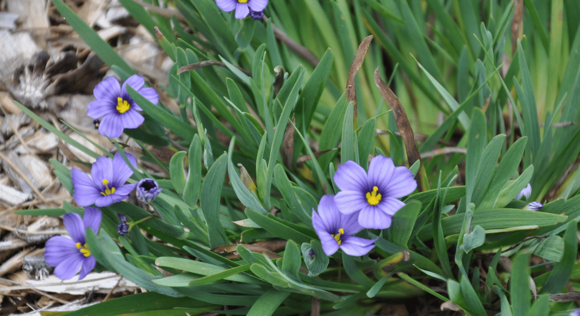 sisyrinchium bellum