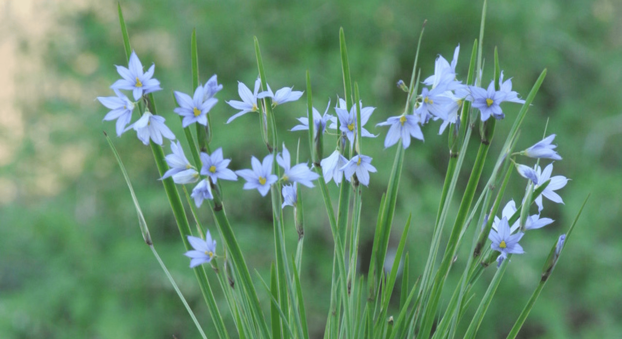 sisyrinchium campestre