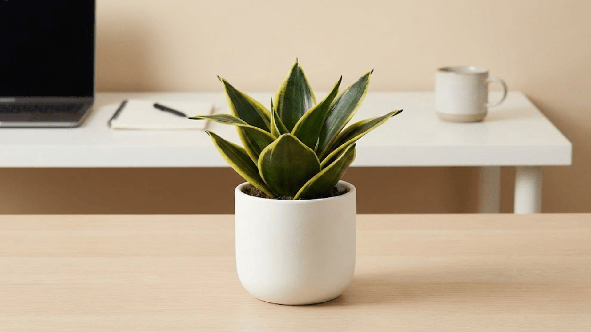 snake plant hahnii