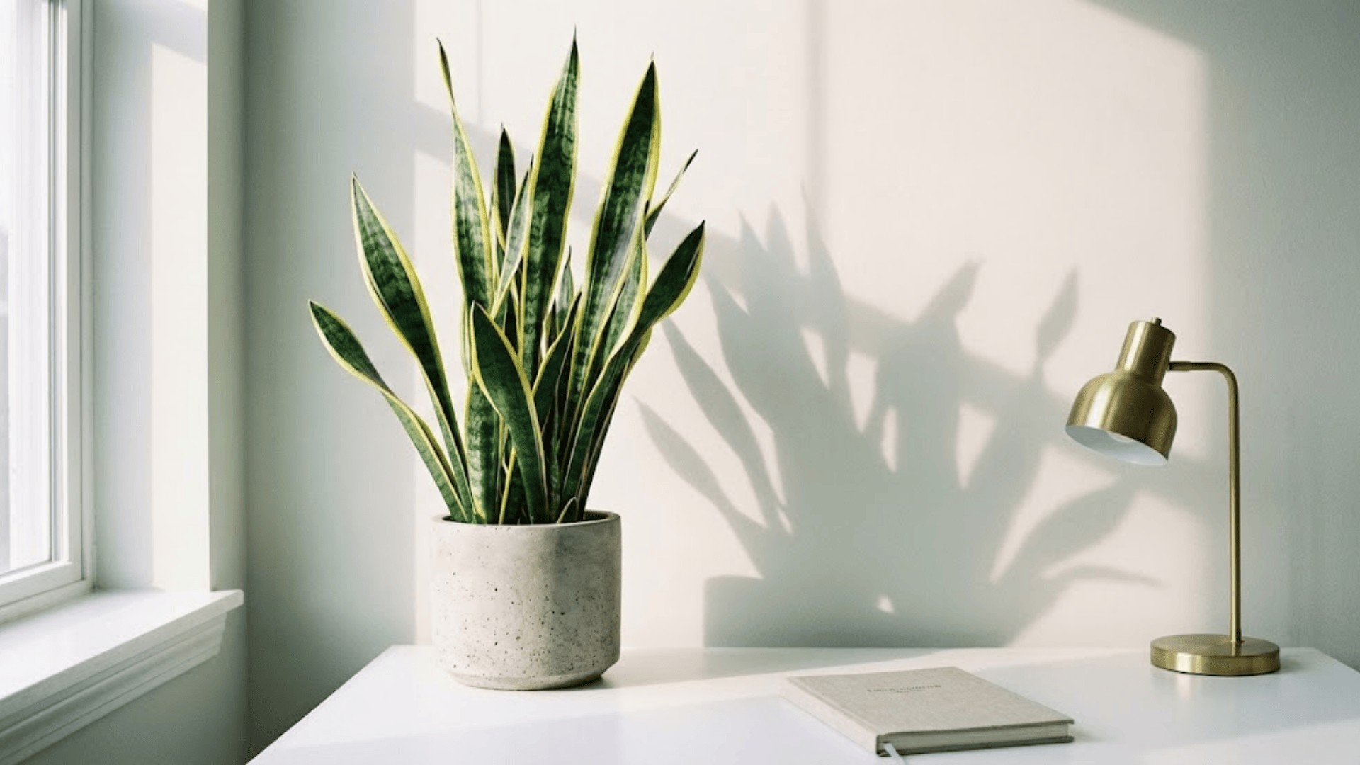 snake plant