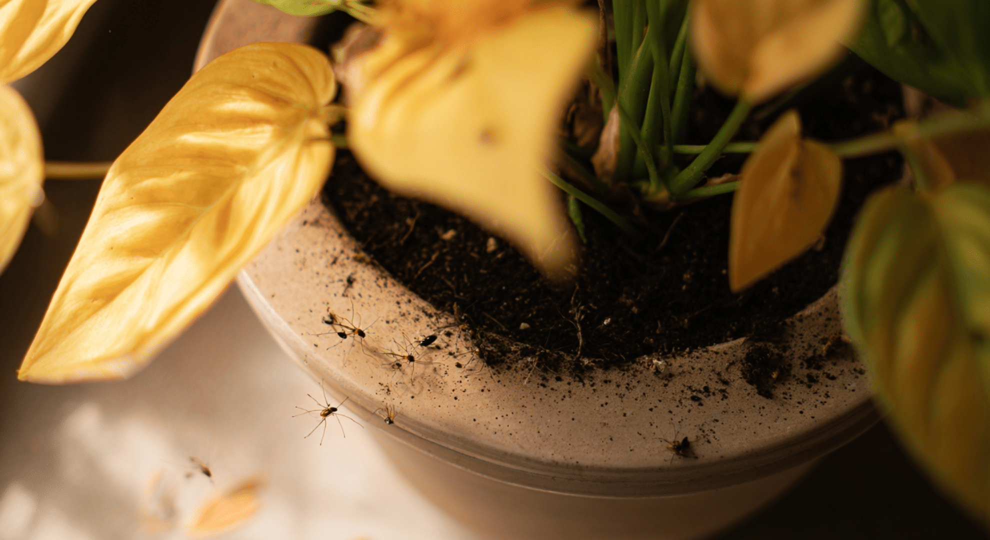 _yellowing houseplant with drooping leaves showing signs of root pest damage