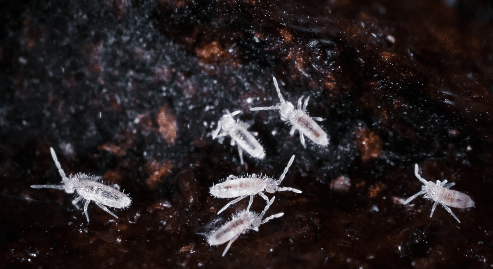 macro shot of a tiny white soil mites crawling through dark soil and organic debris