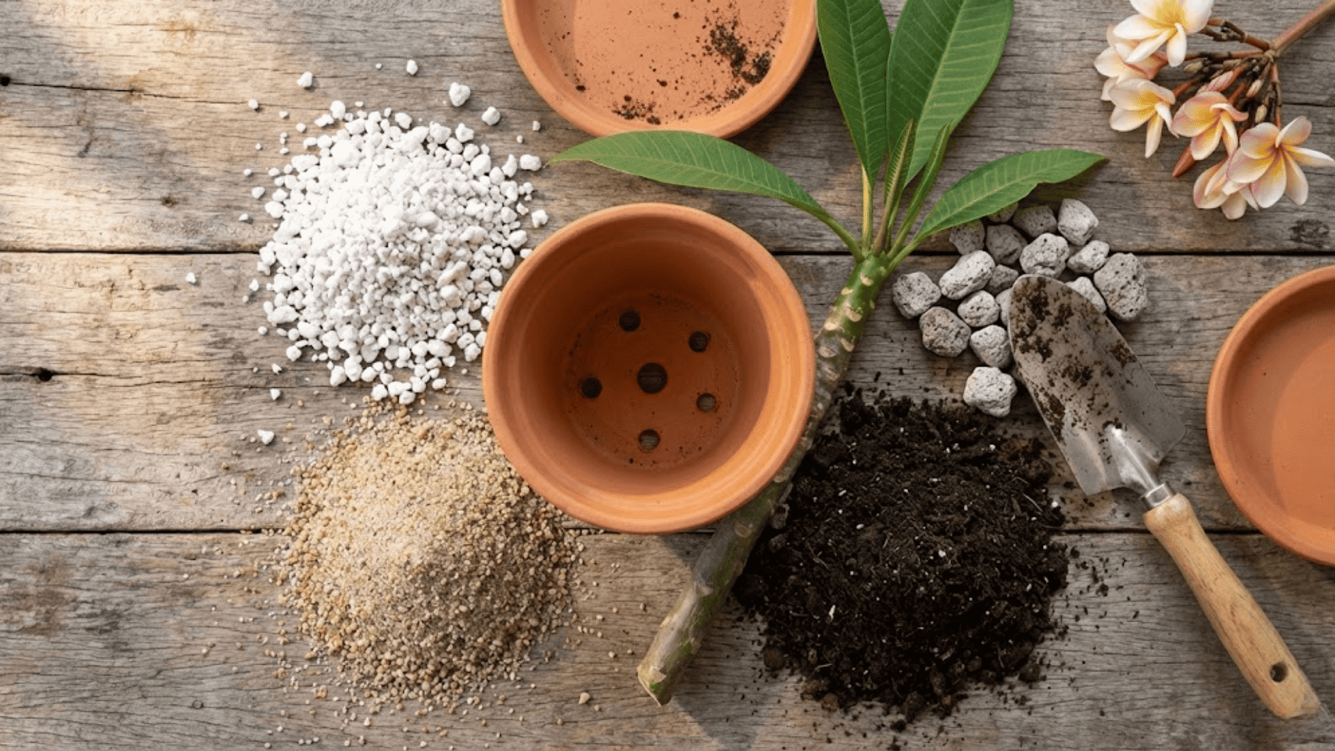 Soil & Potting Mix for Plumeria