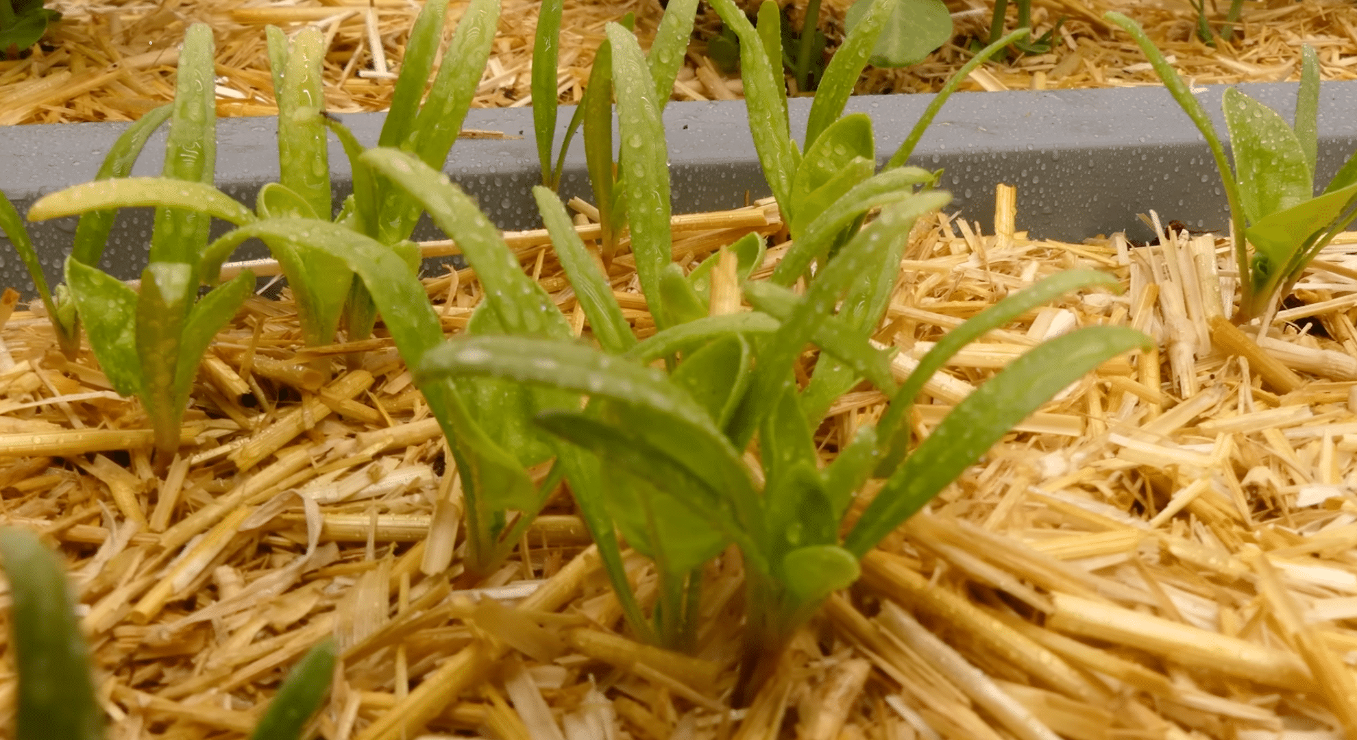 sow seeds or start from cuttings