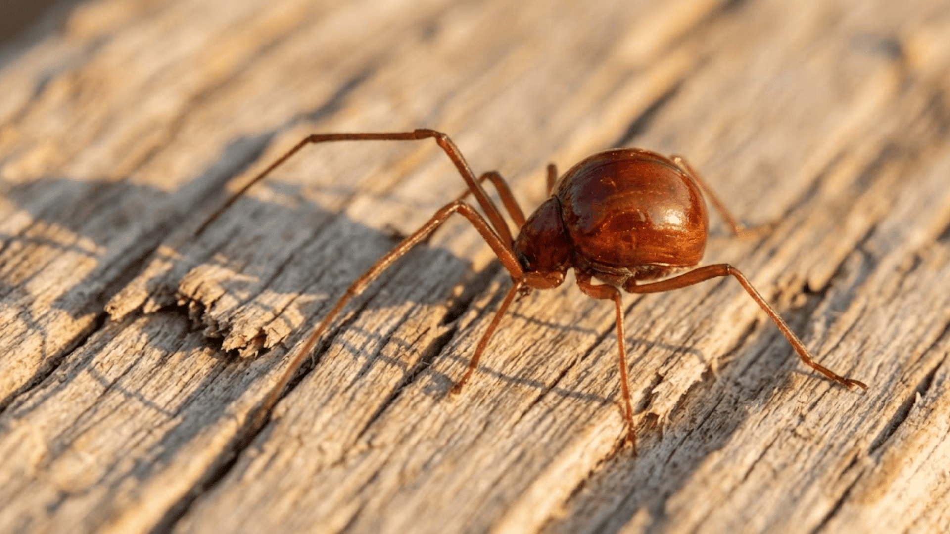 round spider beetle with long legs on wood surface resembling swollen bed bug
