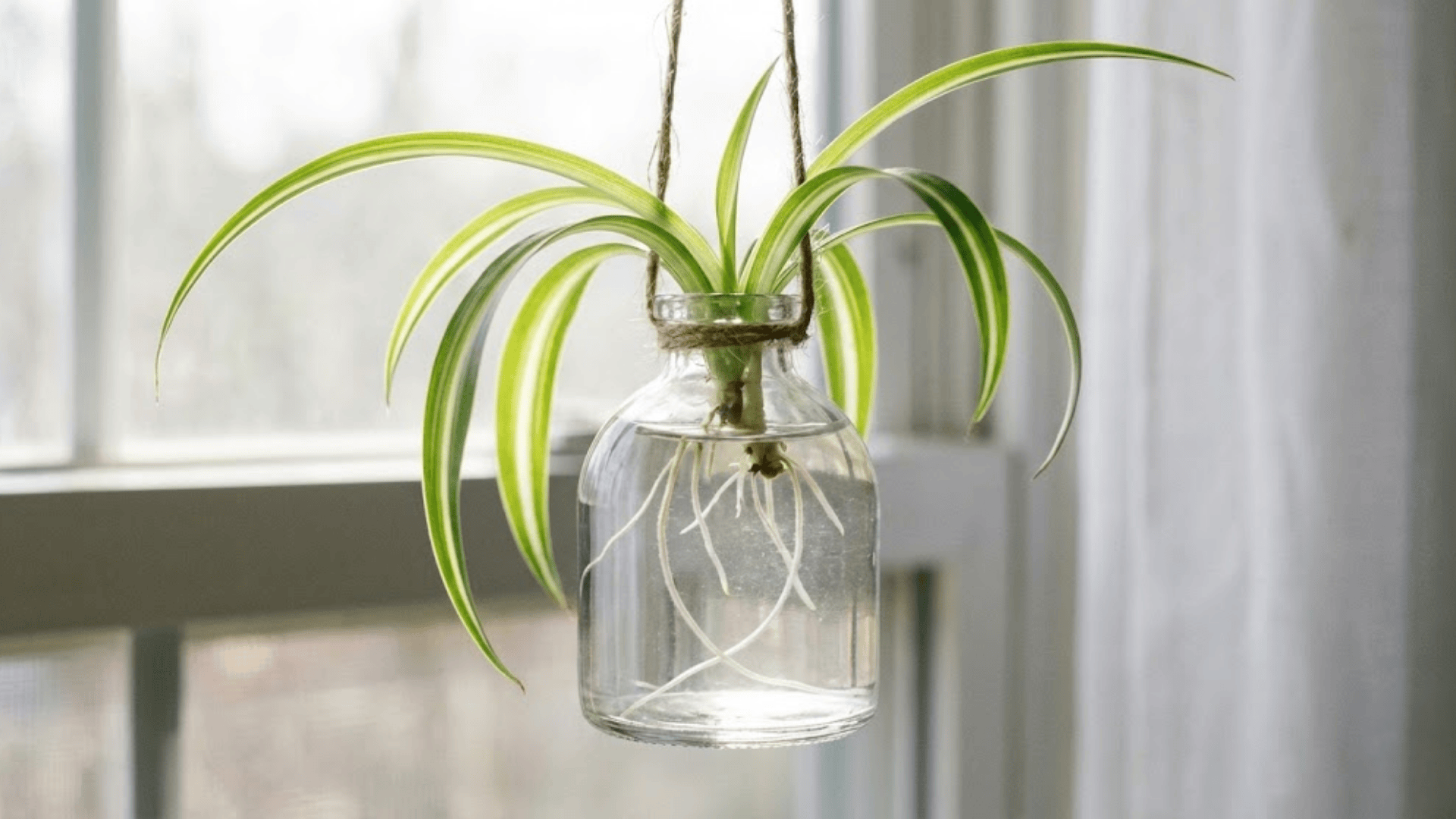 spider plant