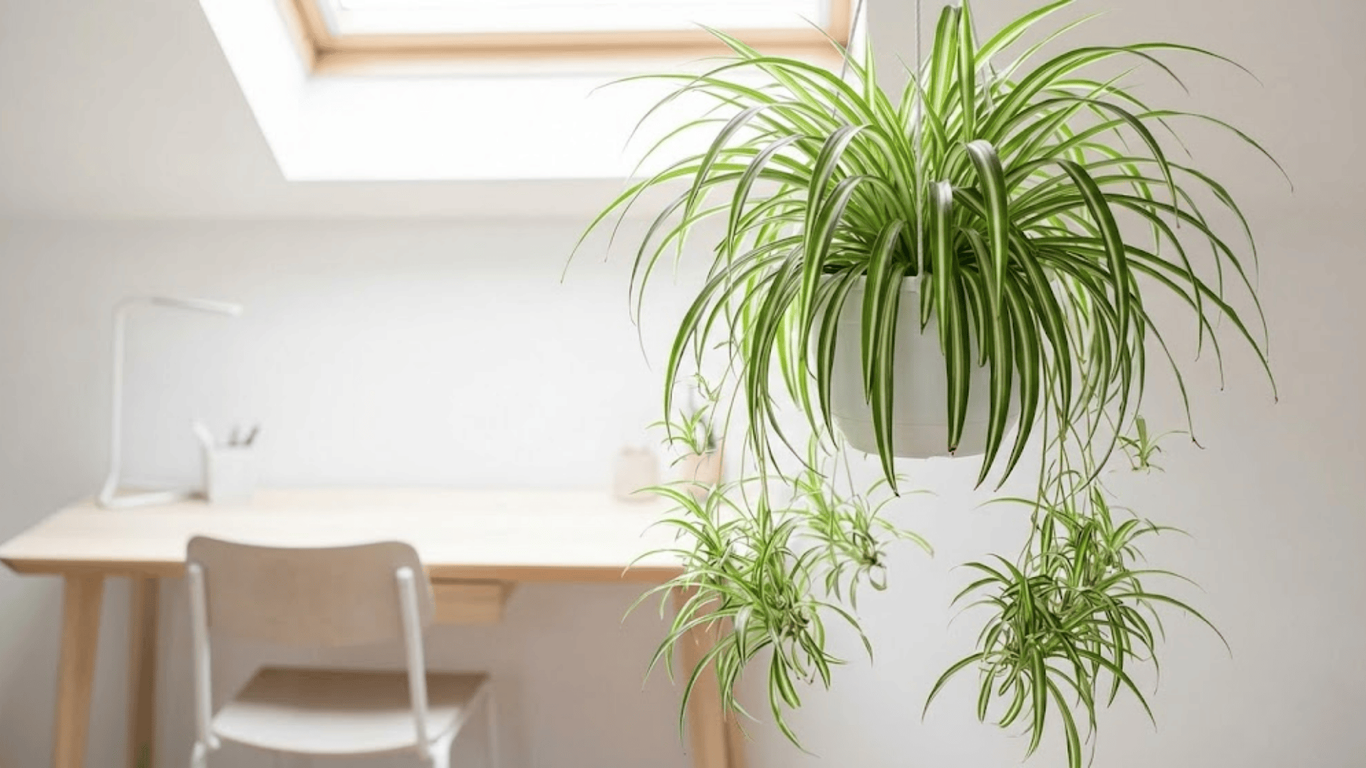 spider plant