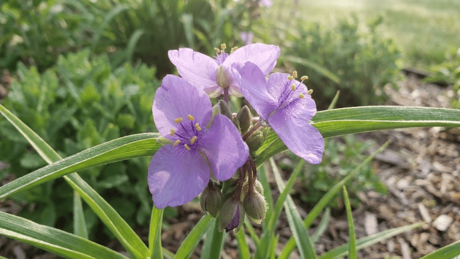 spiderwort