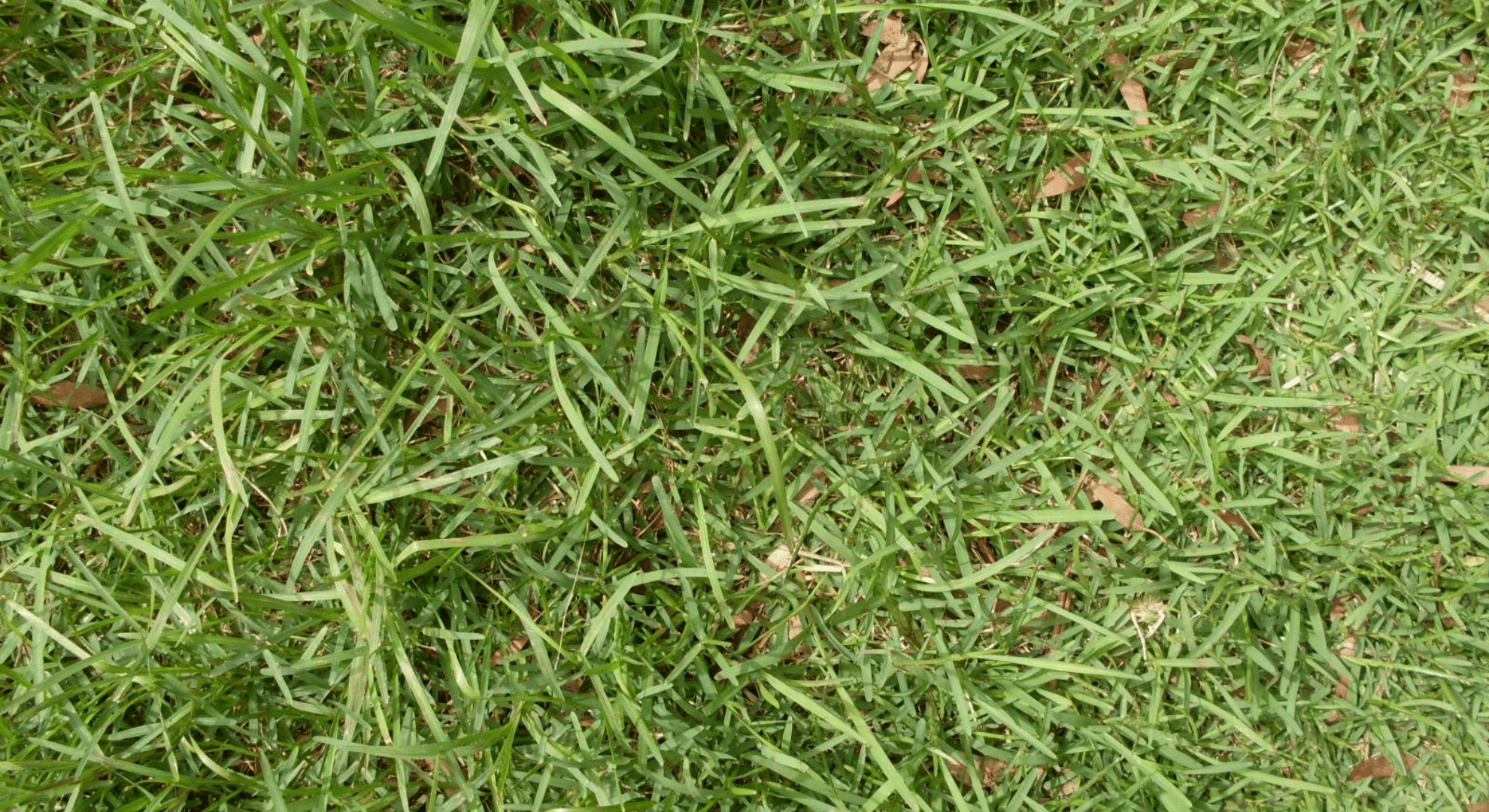 st augustine grass
