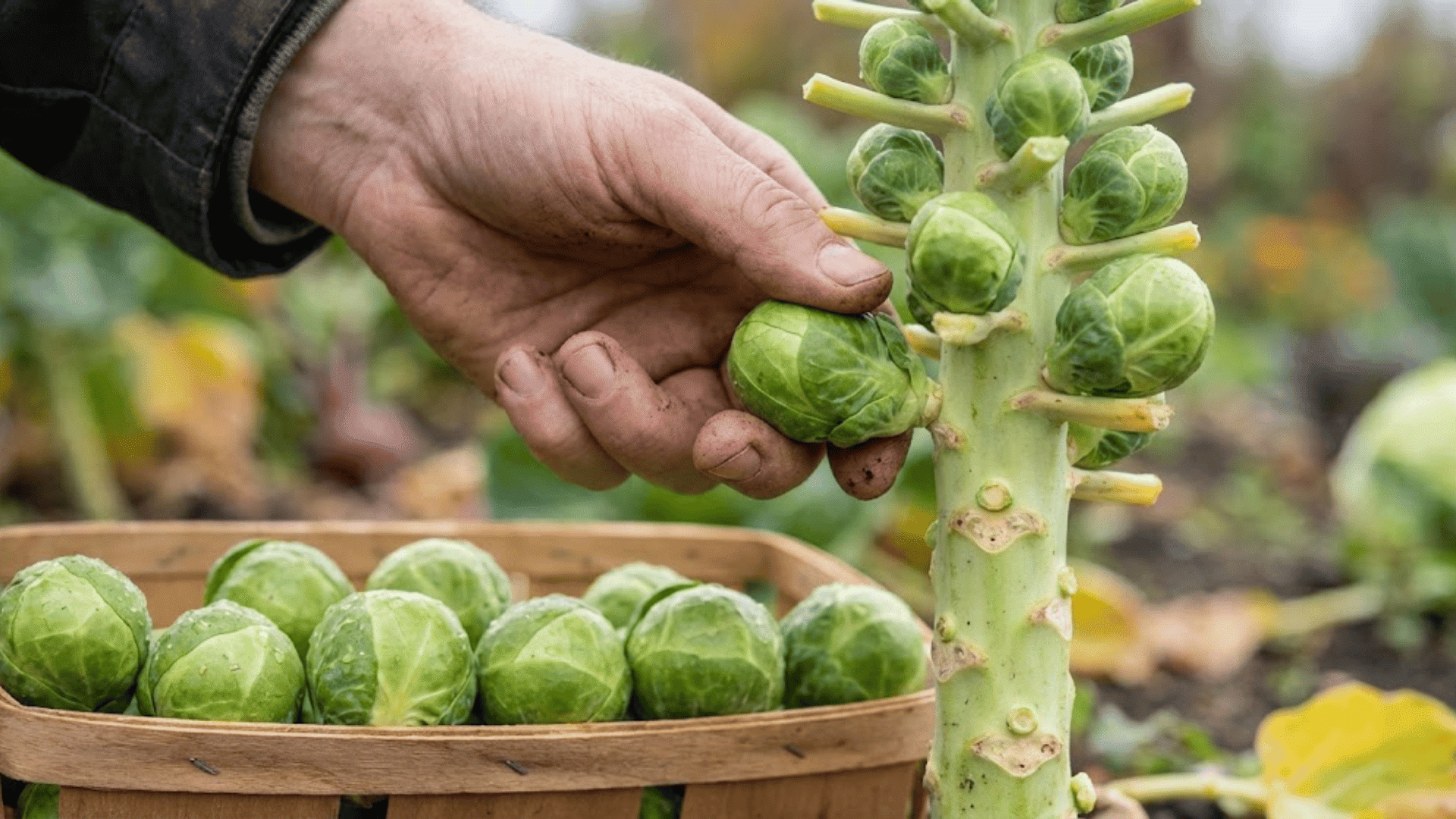 stage 7 harvesting brussels sprouts