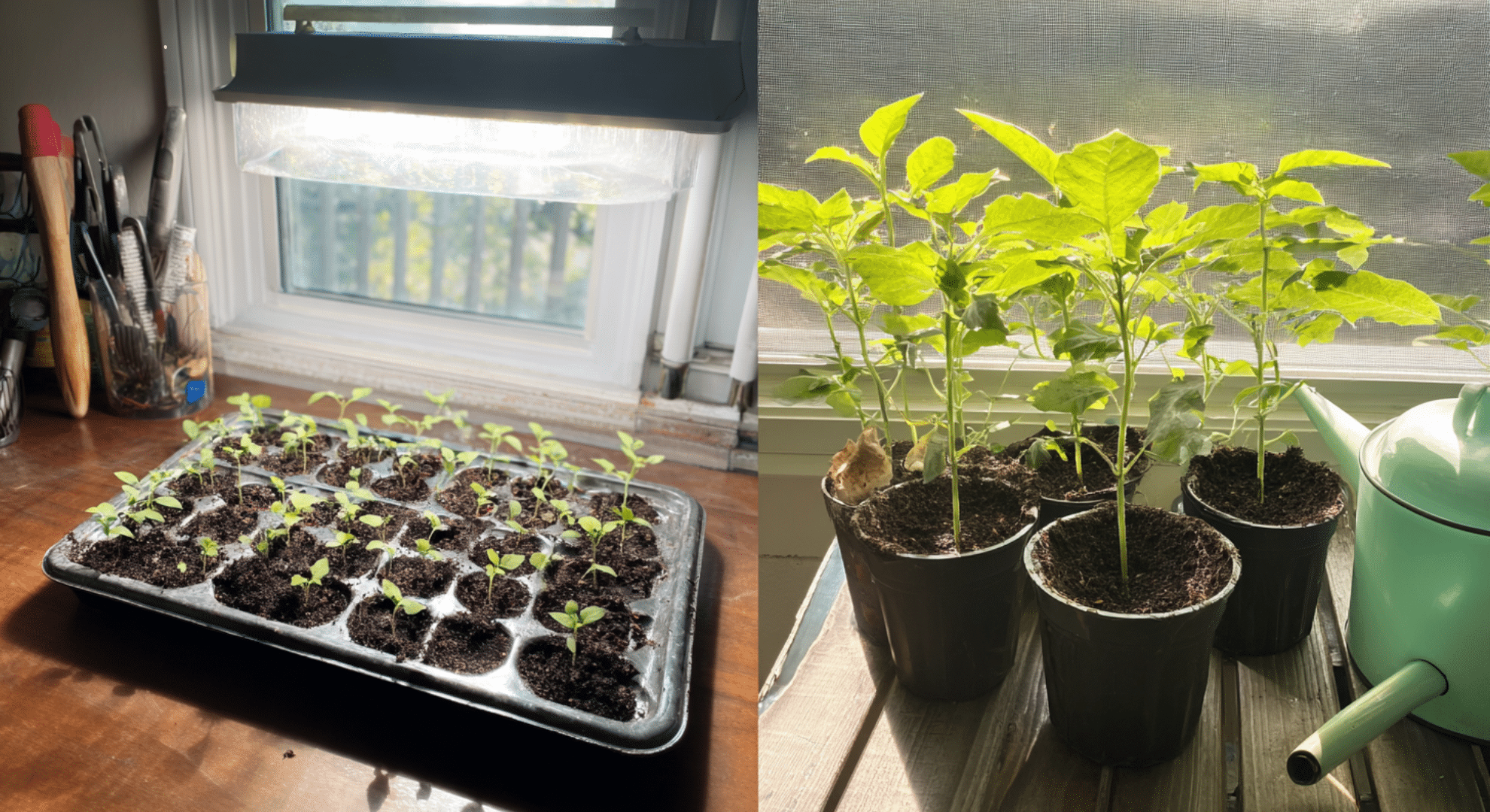 starting vs buying plants