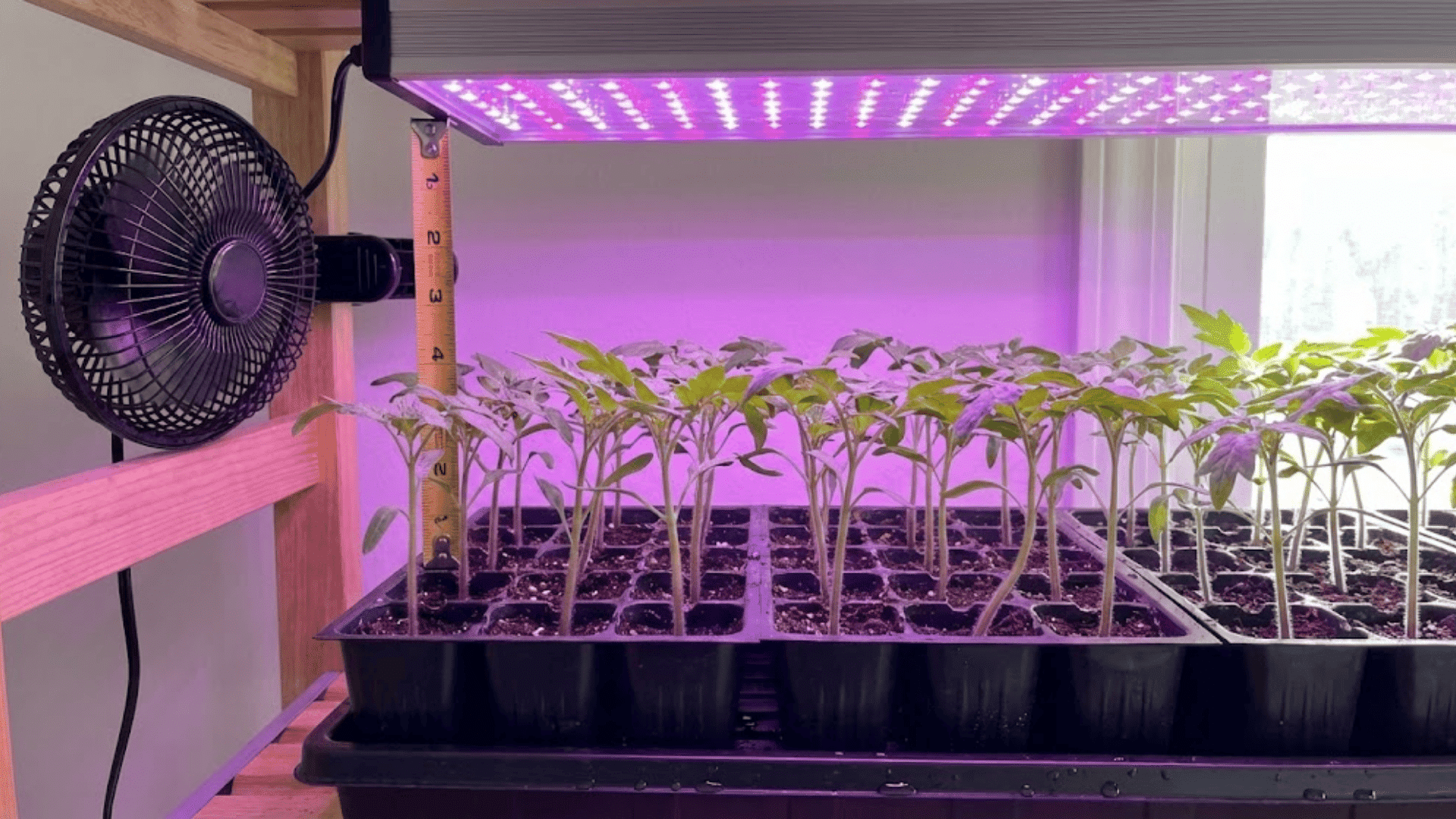 step 3 give seedlings proper light and air