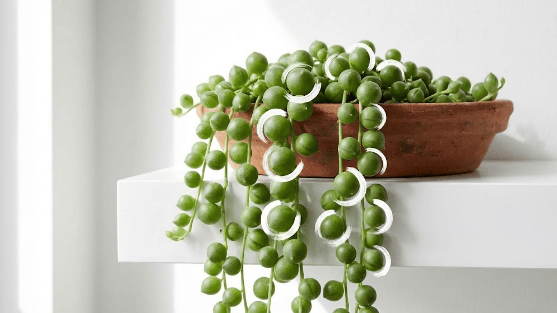 string of pearls