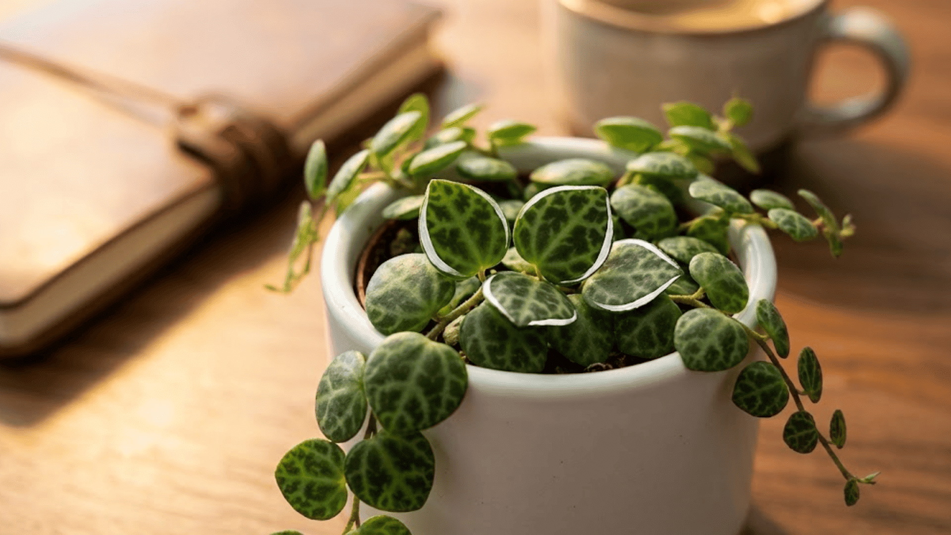 string of turtles