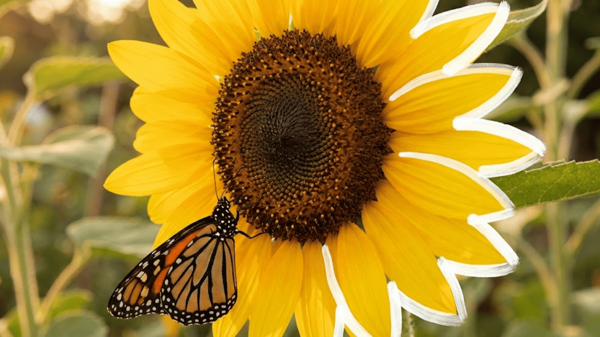 sunflower