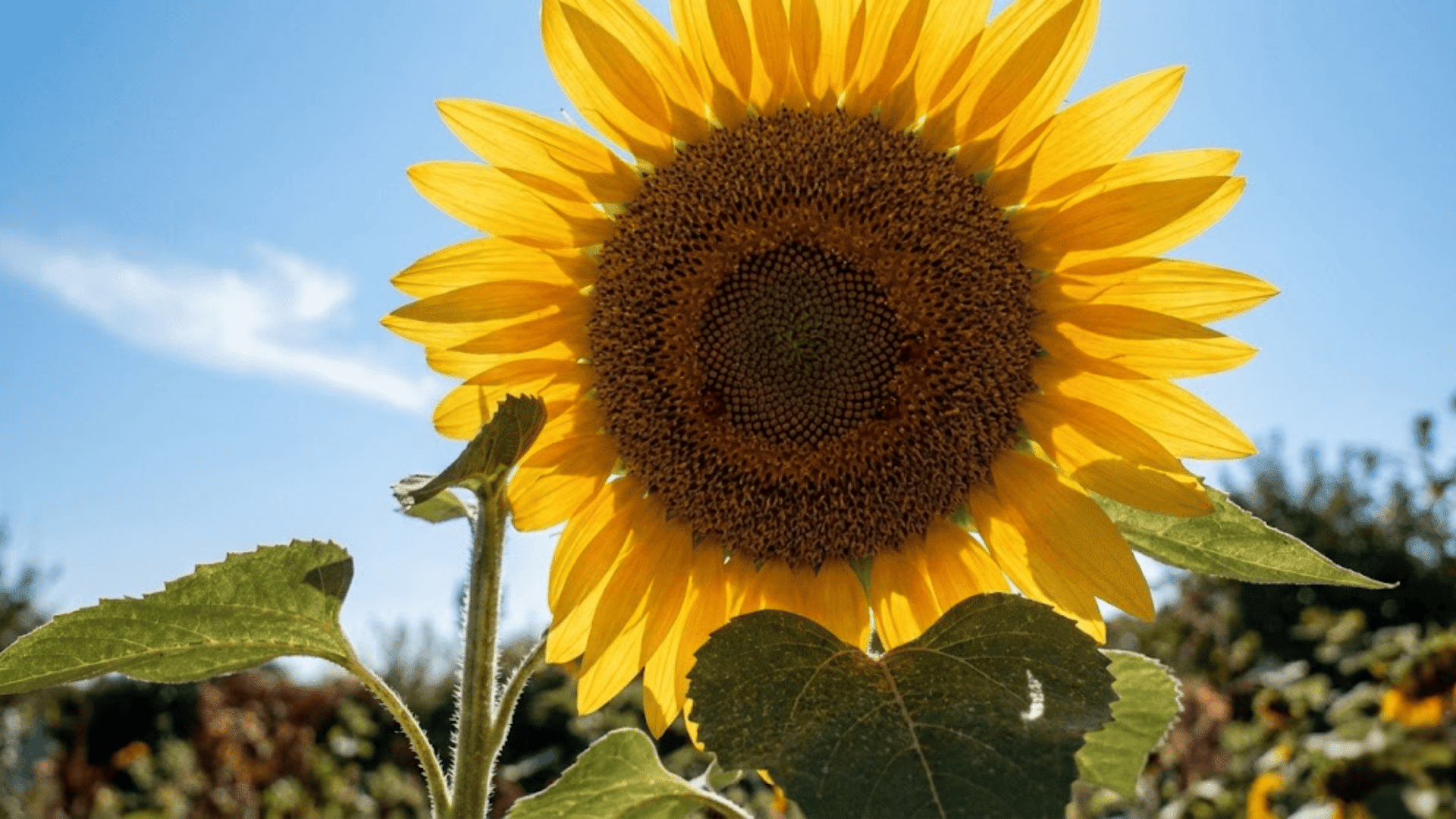 sunflowers