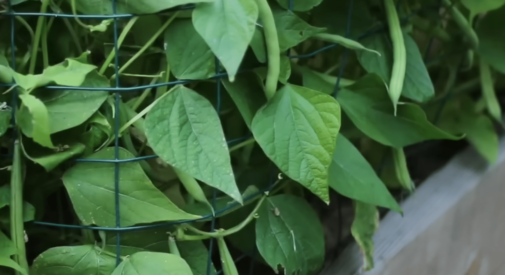 support plants with a simple fence
