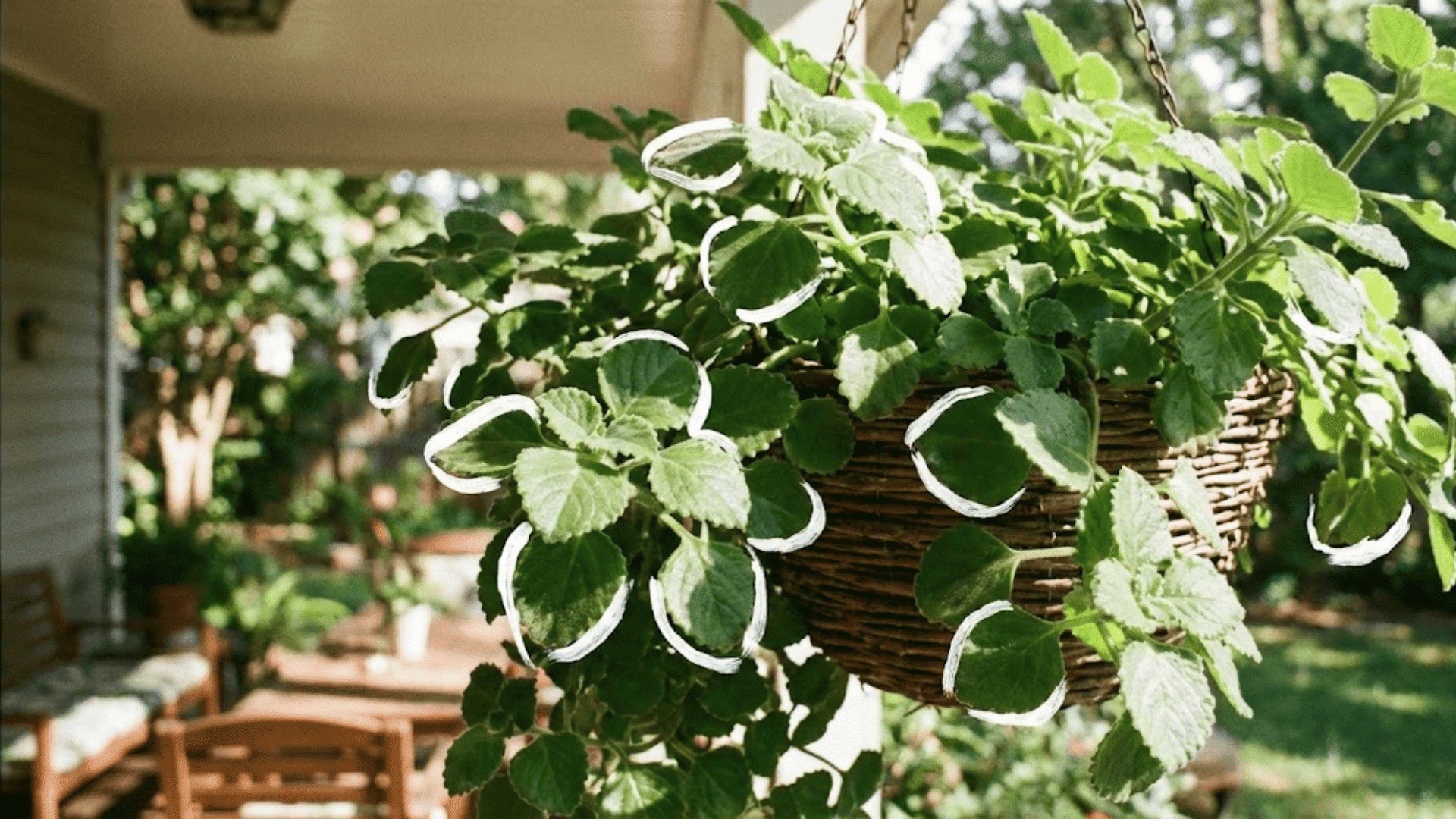 swedish ivy