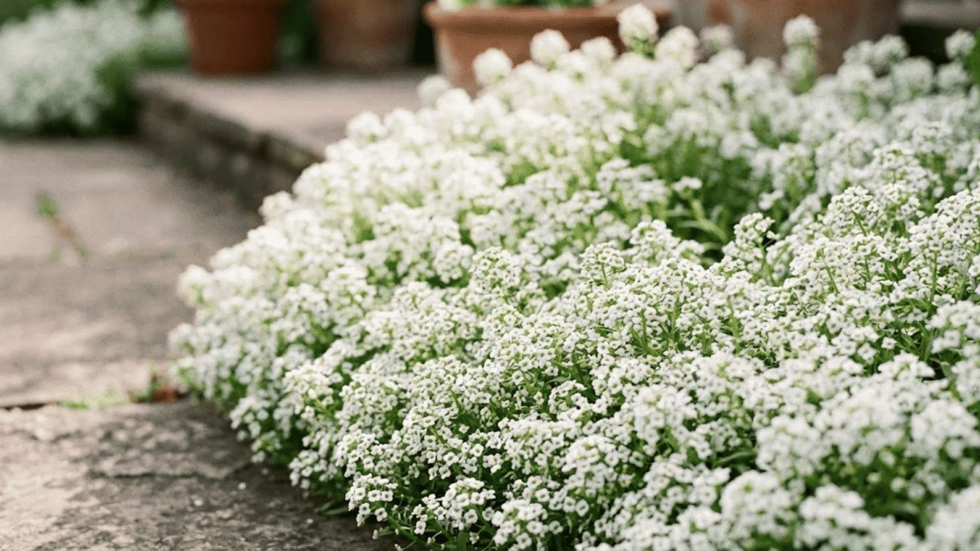 sweet alyssum
