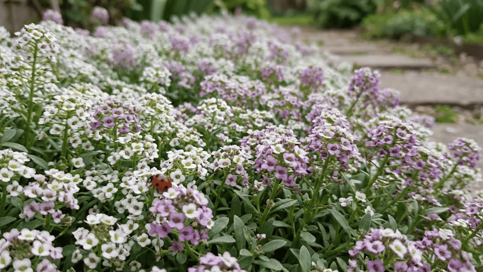 sweet alyssum