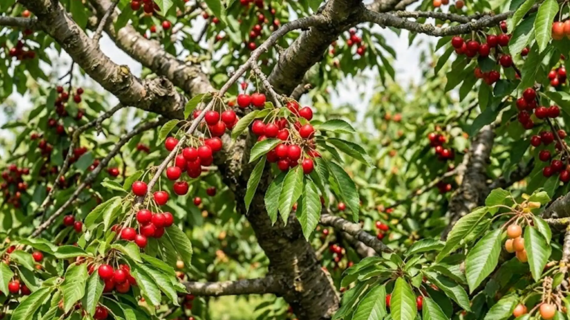 clusters of ripe sweet cherries hanging from leafy branches
