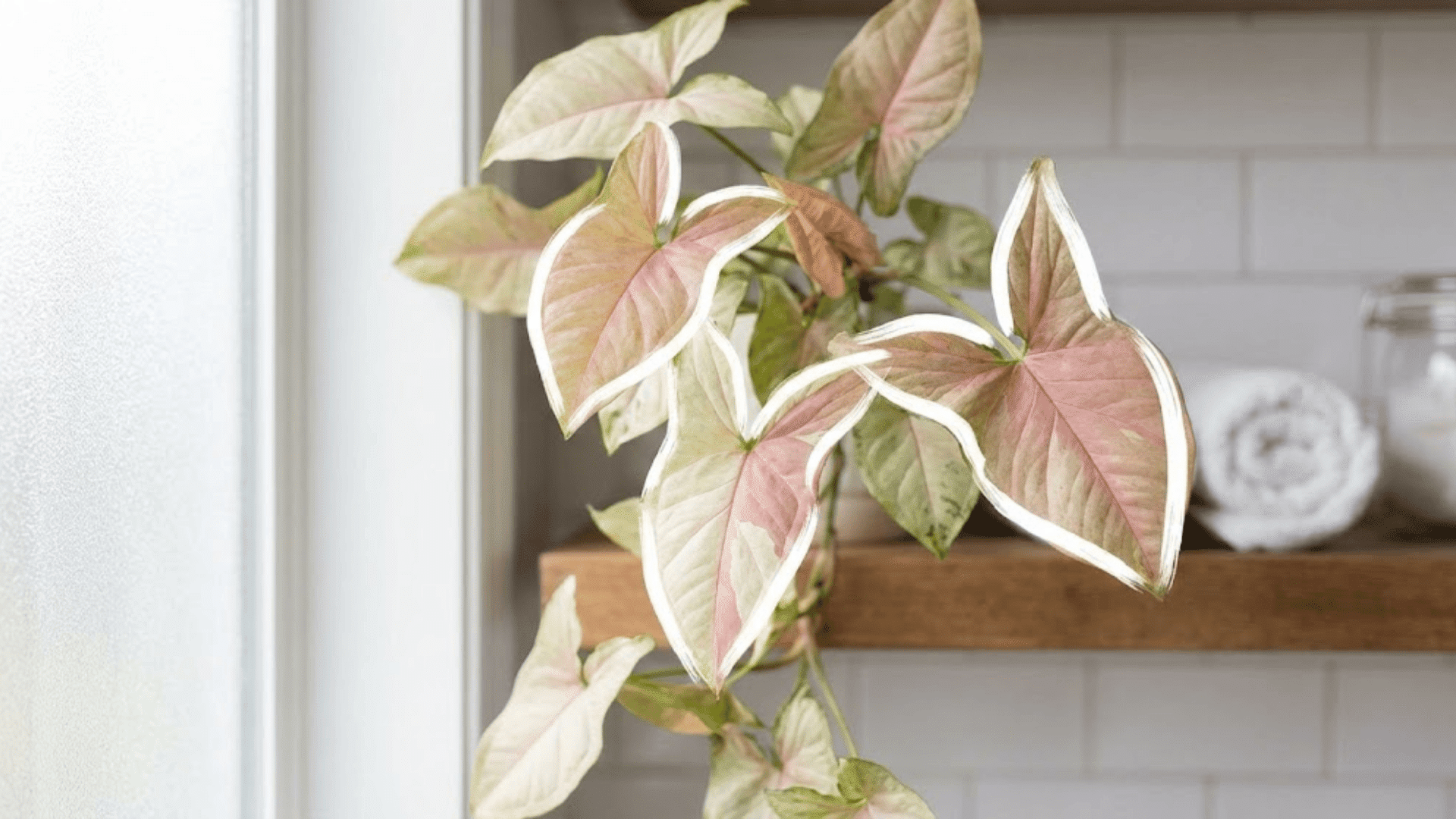 syngonium podophyllum