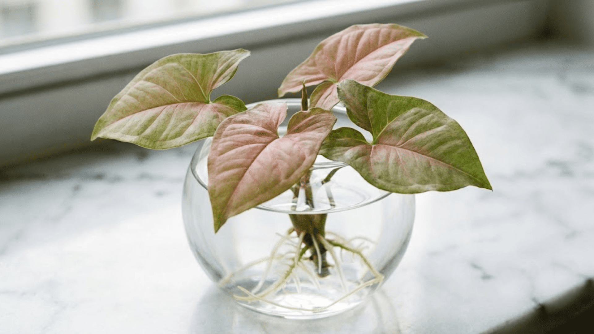 syngonium