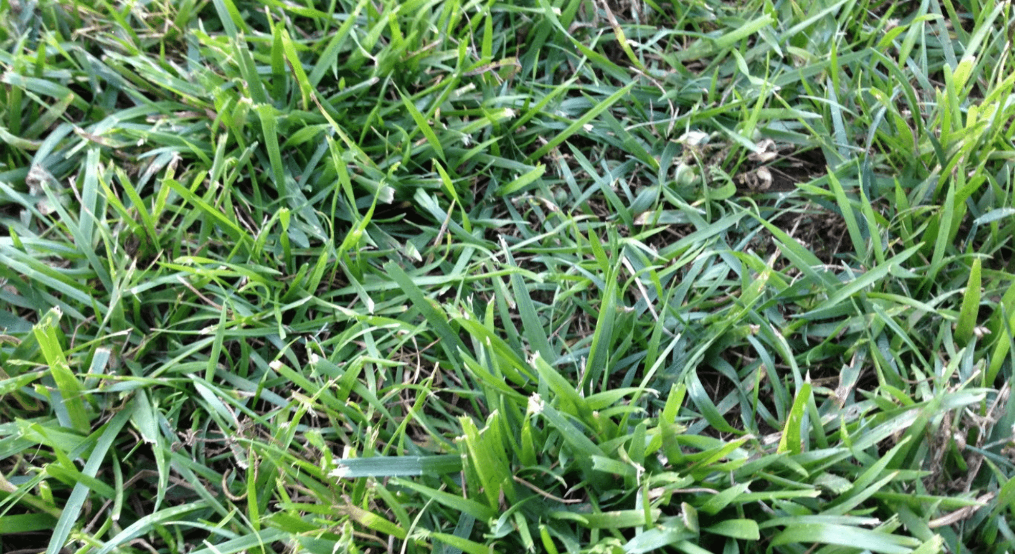 tall fescue