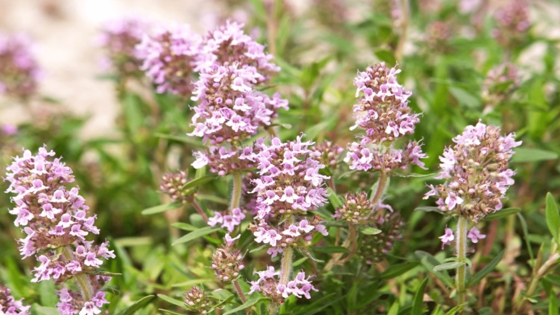 thyme blossoms