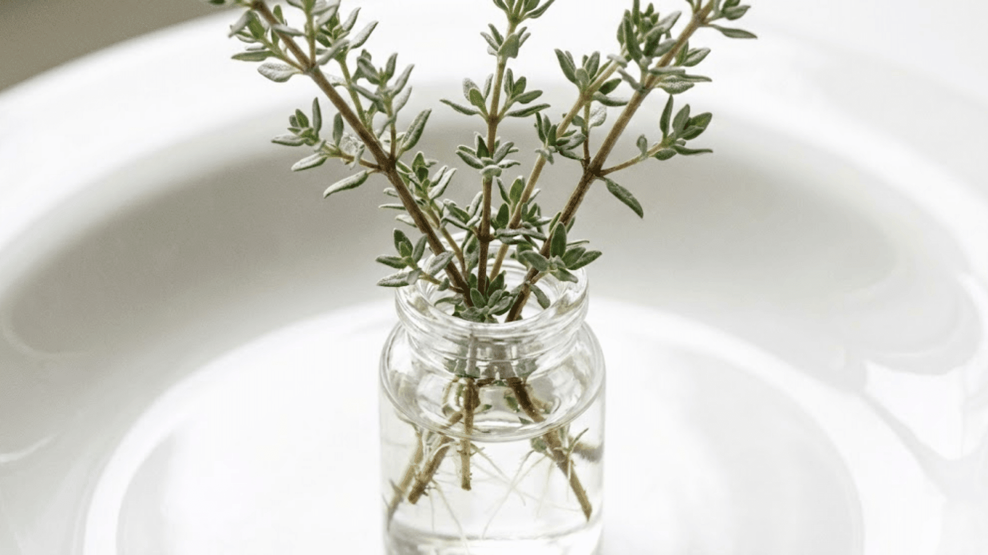 thyme
