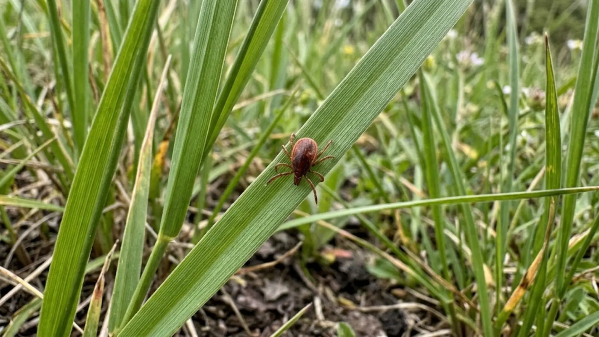 photo of a tick nymph clinging to a blade of tall grass