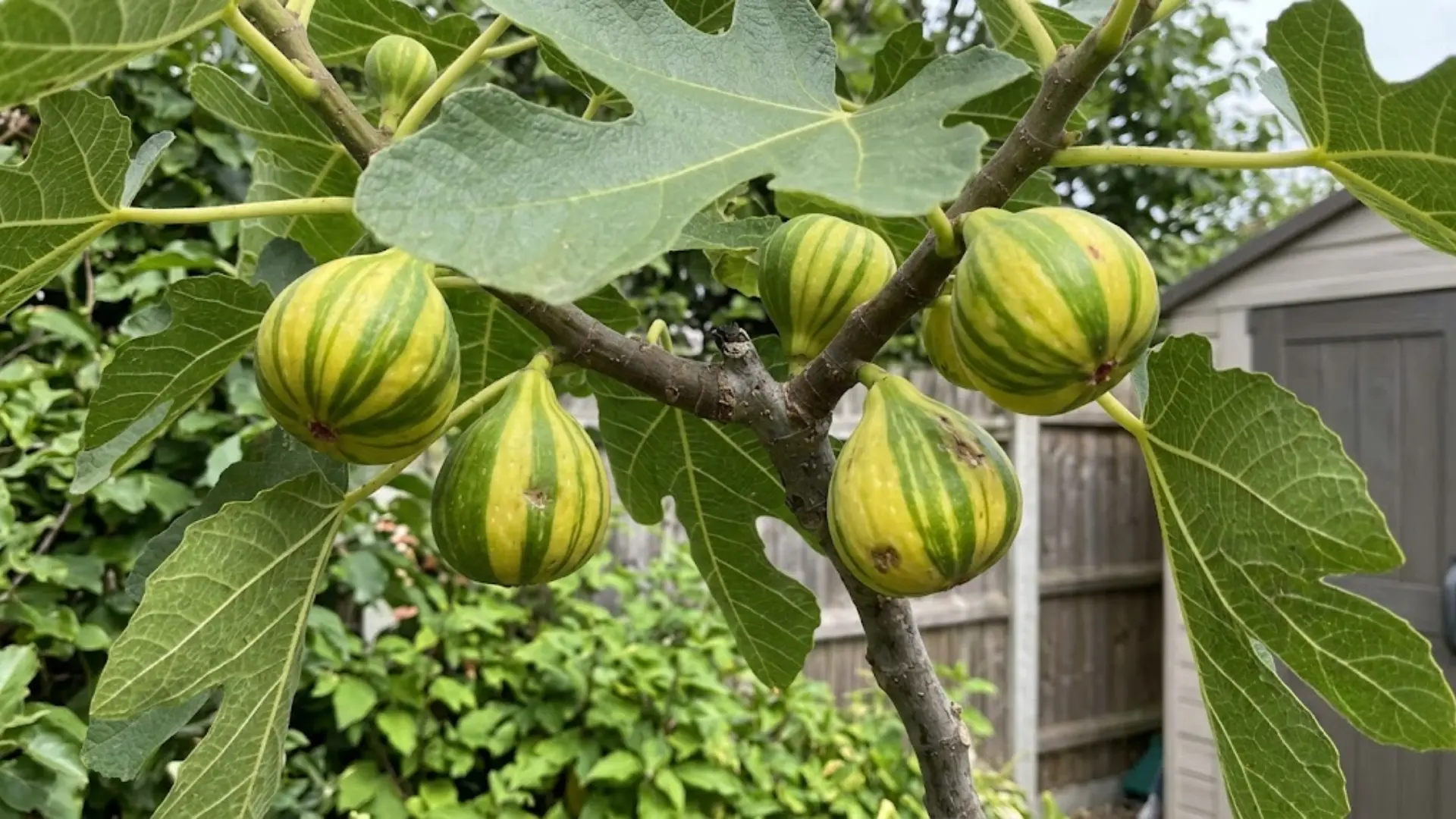 striped tiger figs hanging on a branch in a garden